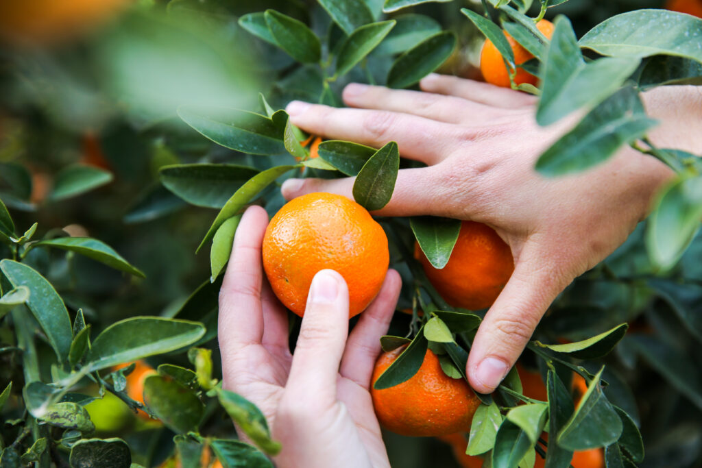 mandarin oranges with hands