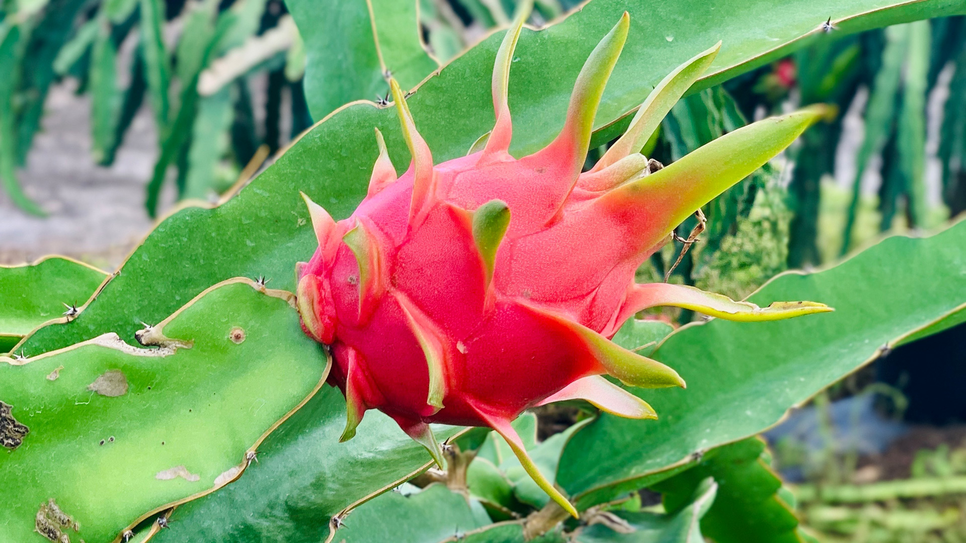 Red Dragon Fruit Seeds Spectacular Flowers Very Easy to 