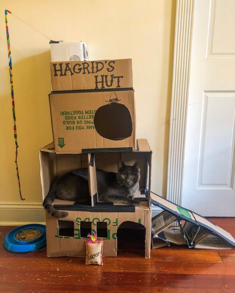 Creative ways to reuse a box for a cat fort 