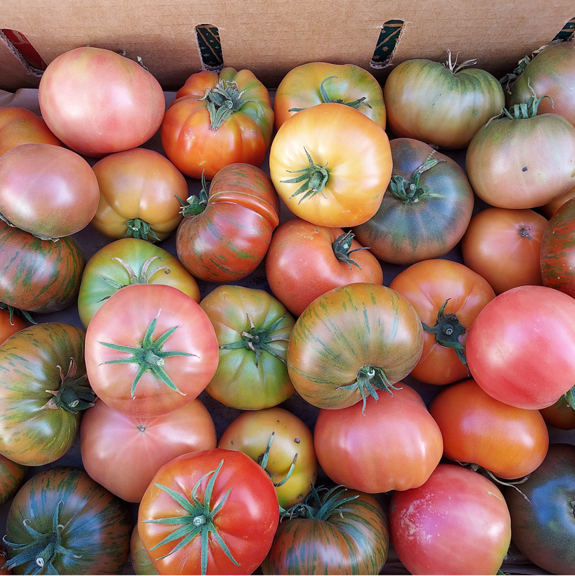 produce: quirky and imperfect tomatoes 