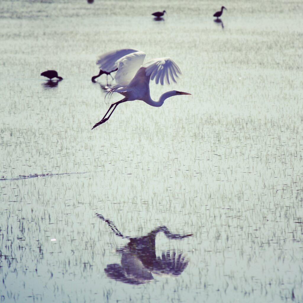 Egret in rice field