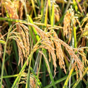 Rice grain in field